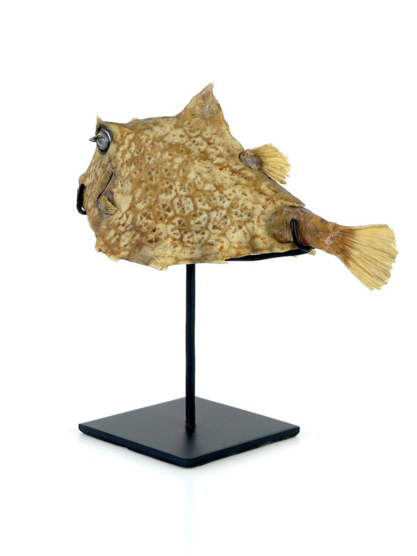 Poisson vache aux yeux de poupée sur pied (3/4 dos)