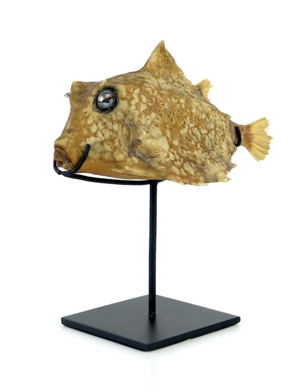 Poisson vache aux yeux de poupée sur pied (3/4)