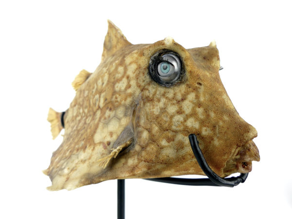 Poisson vache aux yeux de poupée sur pied (3/4)