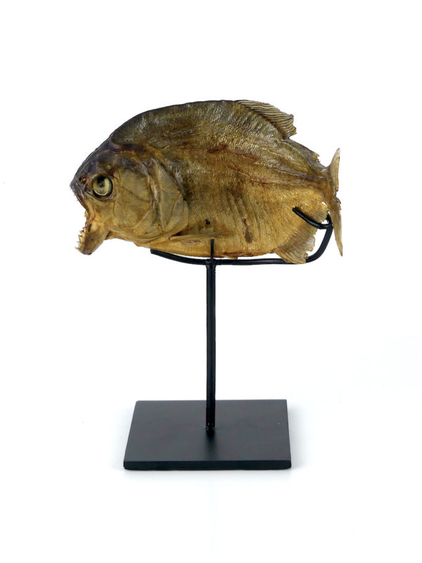 Piranha rouge naturalisé sur pied (profil)