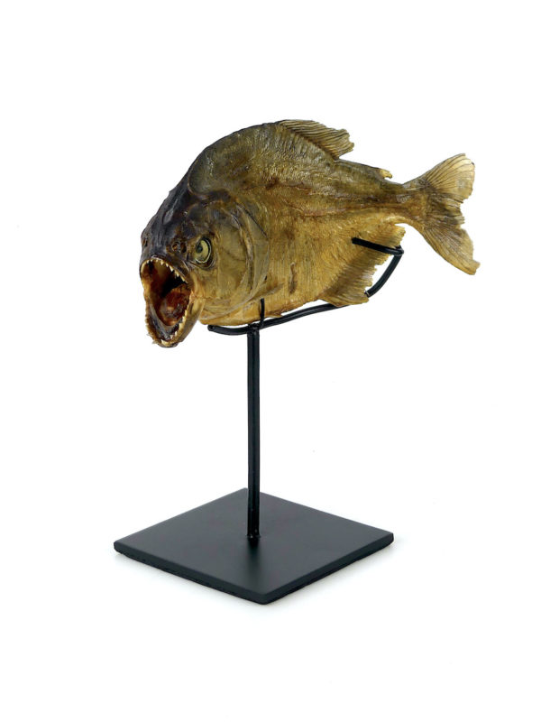 Piranha rouge naturalisé sur pied (3/4)