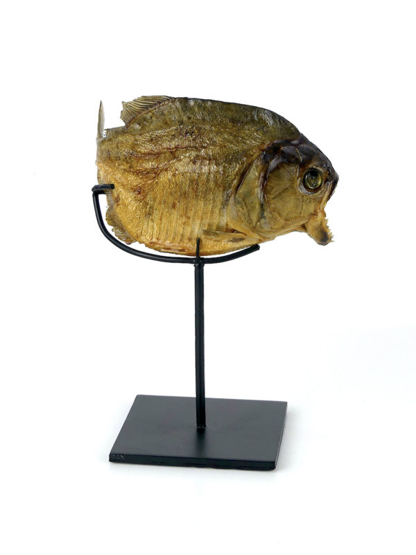 Piranha rouge naturalisé sur pied (dos)
