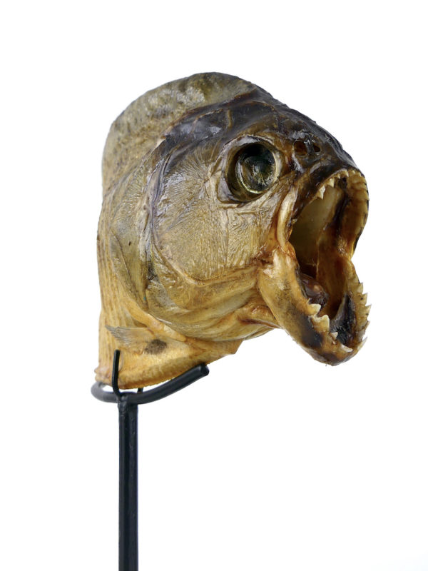 Piranha rouge naturalisé sur pied (détail)