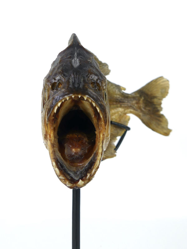 Piranha rouge naturalisé sur pied (détail face)