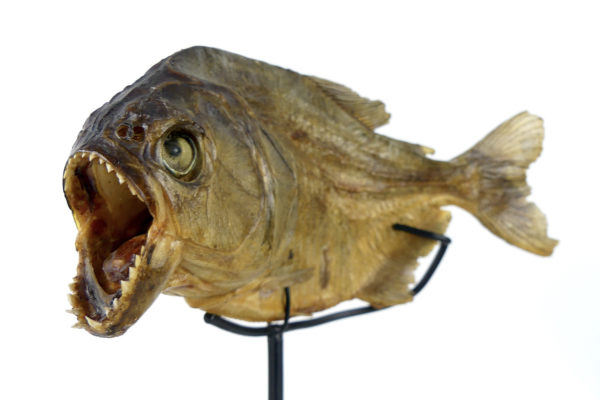Piranha rouge naturalisé sur pied (3/4)