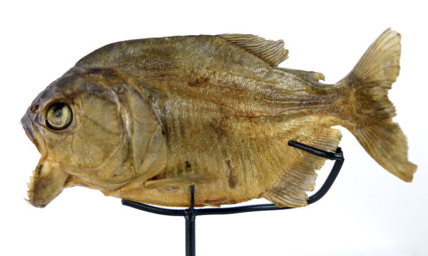 Piranha rouge naturalisé sur pied (profil)
