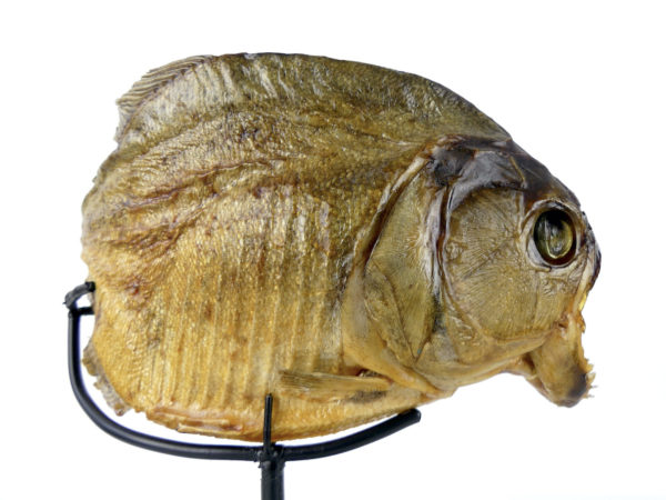 Piranha rouge naturalisé sur pied (profil)