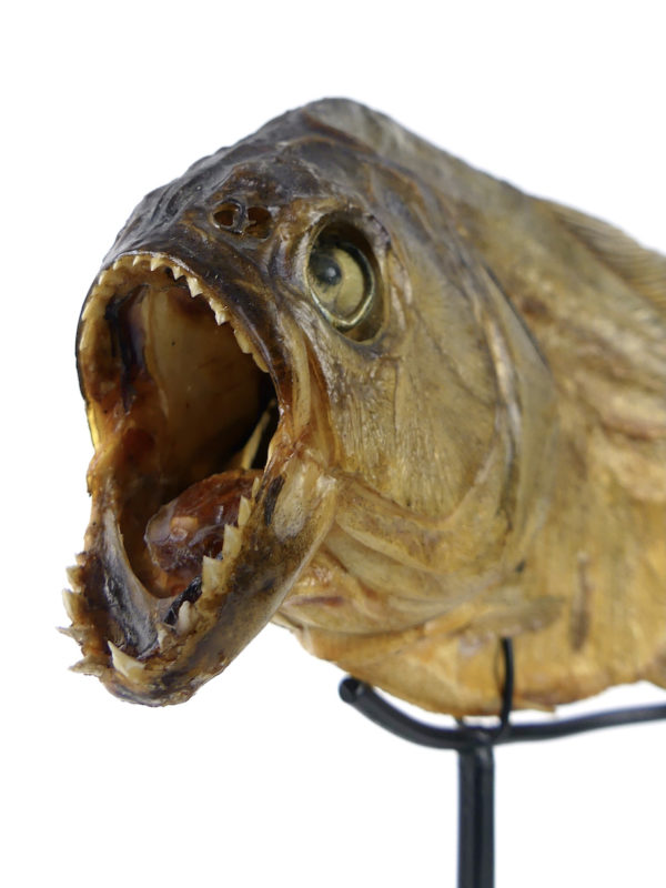 Piranha rouge naturalisé sur pied (détail)