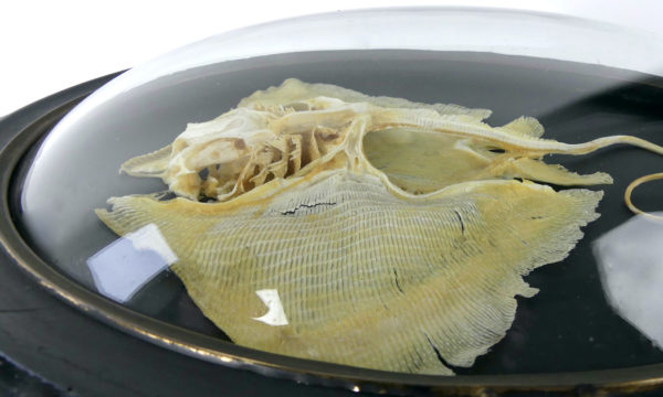 Squelette de Rajidae sous verre bombé (détail)