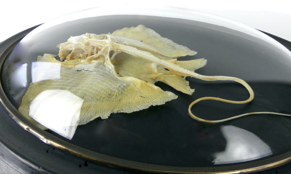 Squelette de Rajidae sous verre bombé (détail)