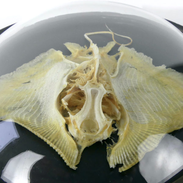 Squelette de Rajidae sous verre bombé (dessus détail)