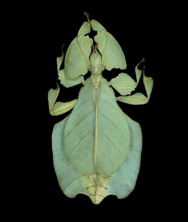 Cadre entomologique 3 phillies à verre bombé (phyllium)