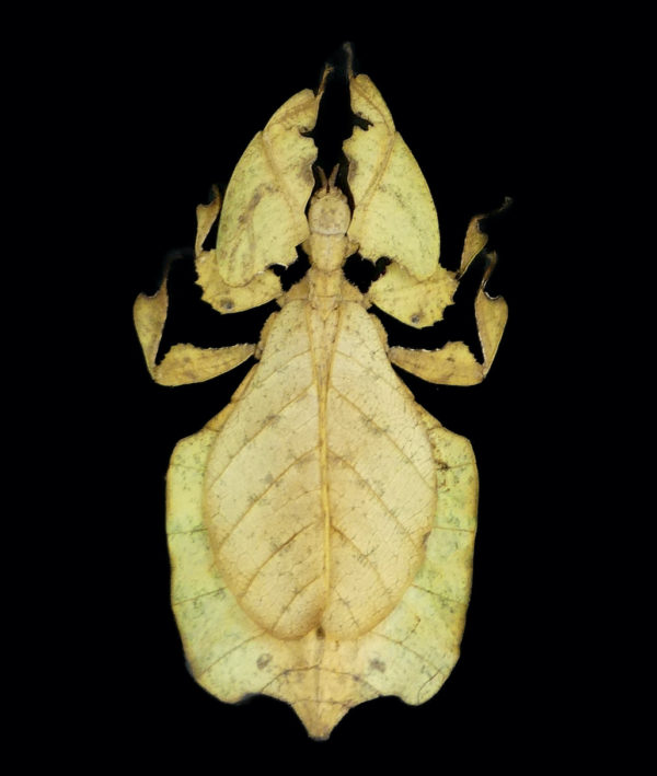 Cadre entomologique 3 phillies à verre bombé (phyllium)