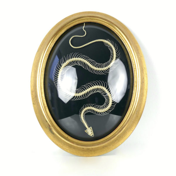 Squelette de serpent hypsiscopus plumbea sous verre bombé (face)
