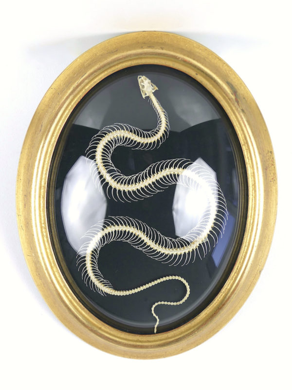 Squelette de serpent hypsiscopus plumbea sous verre bombé (face)