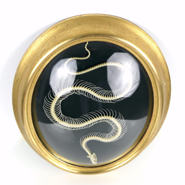 Squelette de serpent hypsiscopus plumbea sous verre bombé (dessous)
