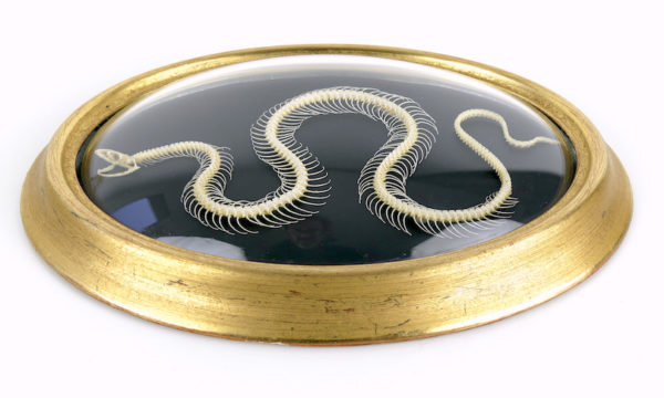 Squelette de serpent hypsiscopus plumbea sous verre bombé (profil)