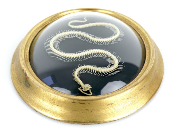 Squelette de serpent hypsiscopus plumbea sous verre bombé (dessus)