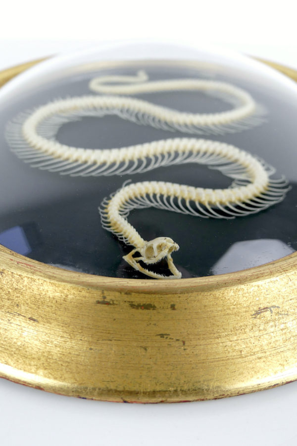 Squelette de serpent hypsiscopus plumbea sous verre bombé (détail dessus)