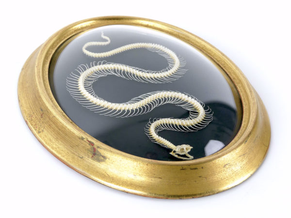 Squelette de serpent hypsiscopus plumbea sous verre bombé (3/4)