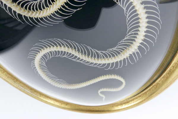 Squelette de serpent hypsiscopus plumbea sous verre bombé (détail)