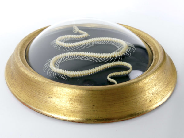 Squelette de serpent hypsiscopus plumbea sous verre bombé (dessous)