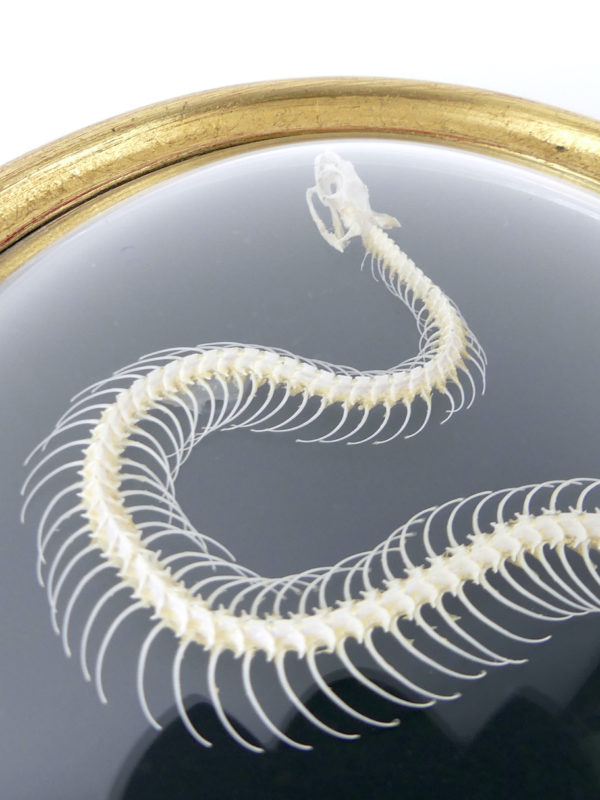 Squelette de serpent hypsiscopus plumbea sous verre bombé (détail)