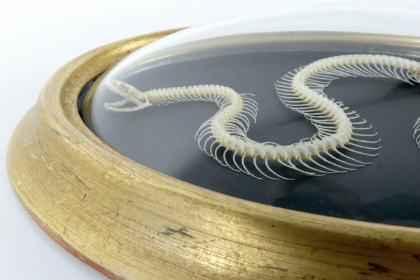 Squelette de serpent hypsiscopus plumbea sous verre bombé (détail)