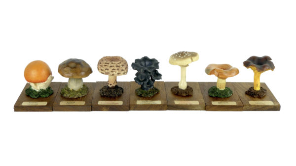 Ensemble didactique 1 de 7 champignons identifiés sur planchettes de bois