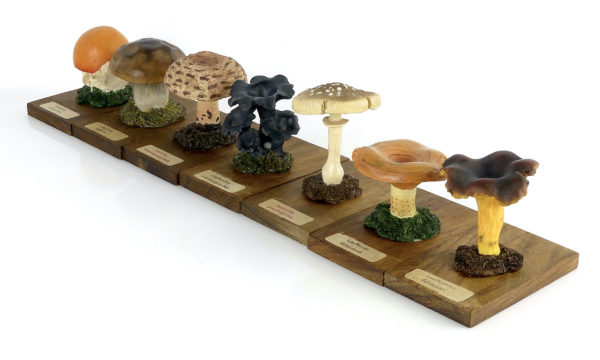 Ensemble didactique de 7 champignons identifiés sur planchettes de boisEnsemble didactique 1