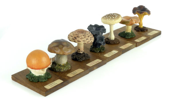 Ensemble didactique 1 de 7 champignons identifiés sur planchettes de bois