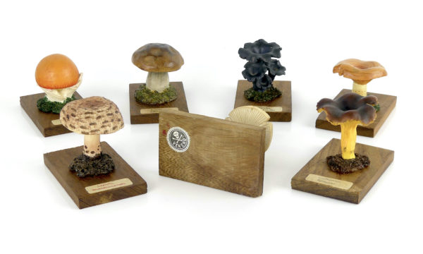 Ensemble didactique de 7 champignons identifiés sur planchettes de boisEnsemble didactique 1