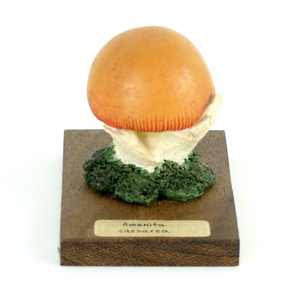 Ensemble didactique 1 de 7 champignons identifiés sur planchettes de bois 1