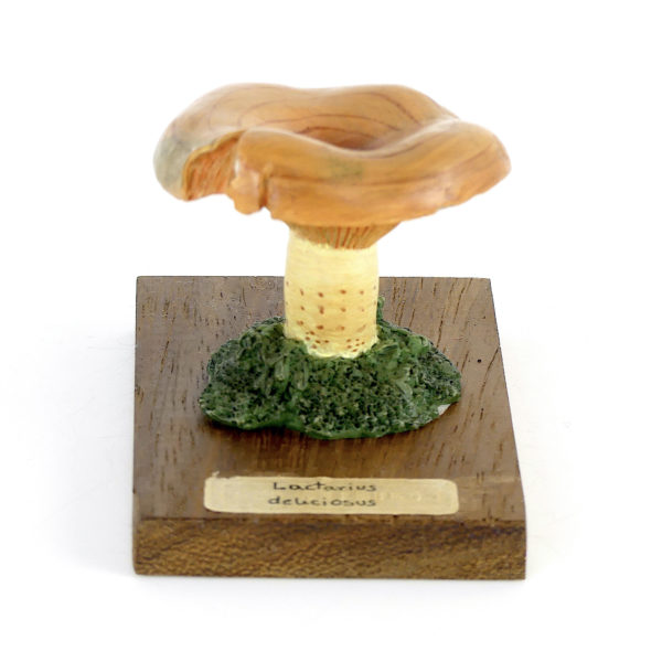 Ensemble didactique 1 de 7 champignons identifiés sur planchettes de bois 2
