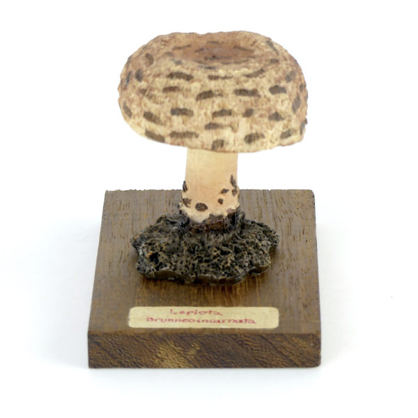Ensemble didactique 1 de 7 champignons identifiés sur planchettes de bois 3