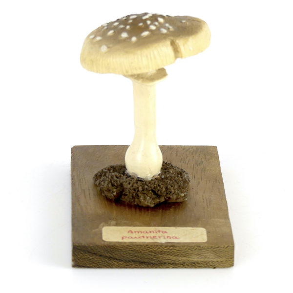 Ensemble didactique 1 de 7 champignons identifiés sur planchettes de bois 5