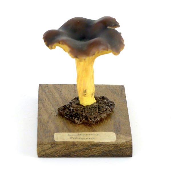Ensemble didactique 1 de 7 champignons identifiés sur planchettes de bois 6
