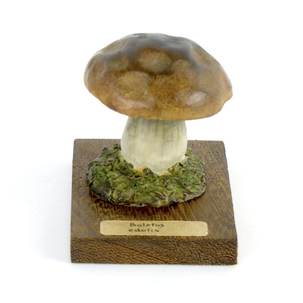 Ensemble didactique 1 de 7 champignons identifiés sur planchettes de bois 7