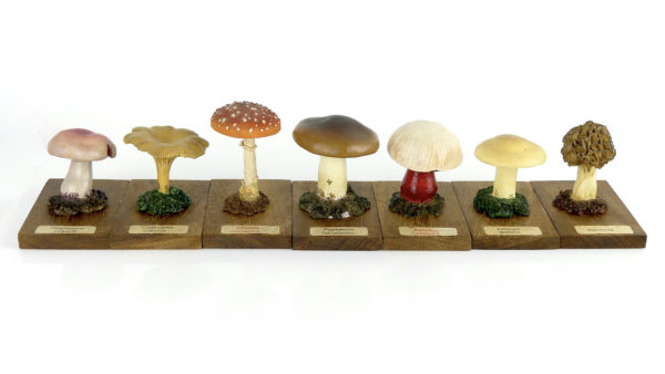 Ensemble didactique 3 de 7 champignons identifiés sur planchettes de bois