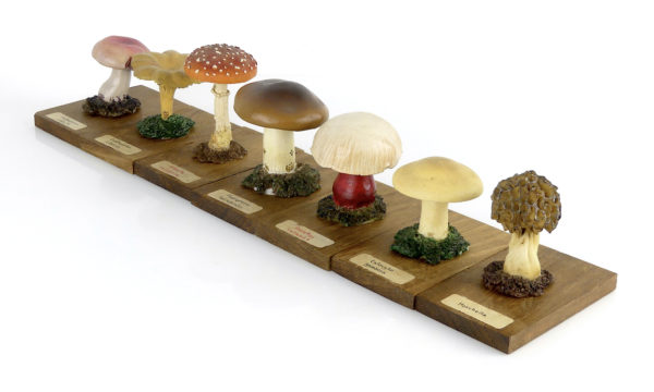 Ensemble didactique 3 de 7 champignons identifiés sur planchettes de bois