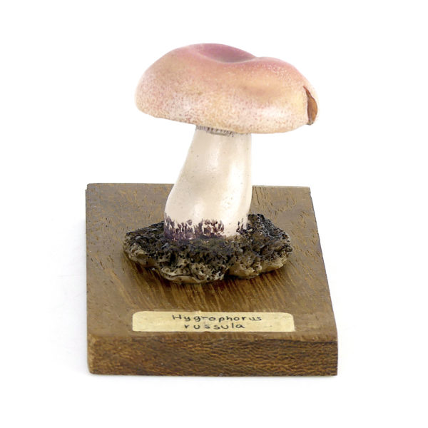 Ensemble didactique 3 de 7 champignons identifiés sur planchettes de bois 1