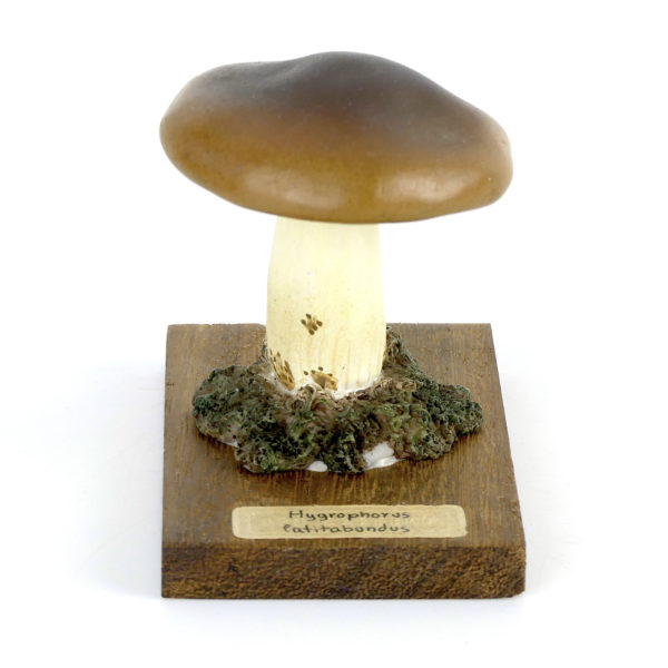 Ensemble didactique 3 de 7 champignons identifiés sur planchettes de bois 3