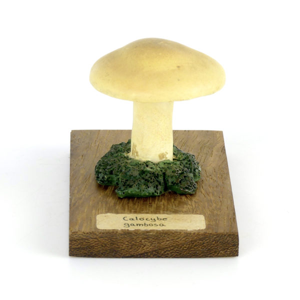 Ensemble didactique 3 de 7 champignons identifiés sur planchettes de bois 6