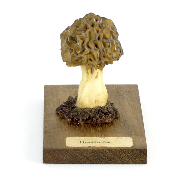 Ensemble didactique 3 de 7 champignons identifiés sur planchettes de bois 7
