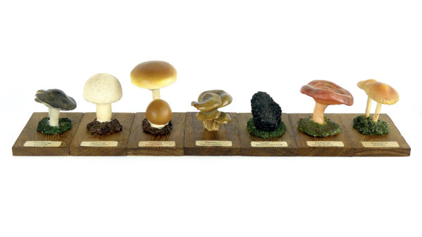 Ensemble didactique 2 de 7 champignons identifiés sur planchettes de bois