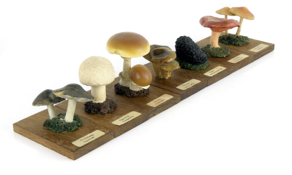 Ensemble didactique 2 de 7 champignons identifiés sur planchettes de bois
