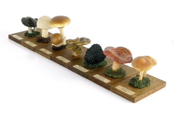 Ensemble didactique 2 de 7 champignons identifiés sur planchettes de bois