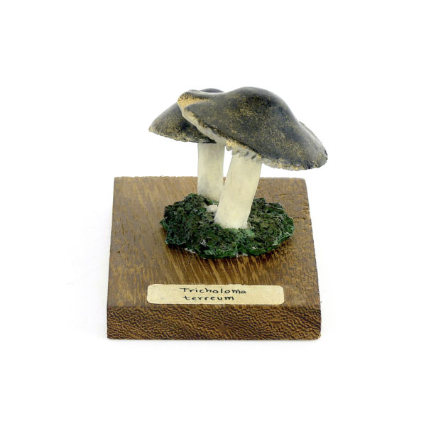 Ensemble didactique 2 de 7 champignons identifiés sur planchettes de bois 1