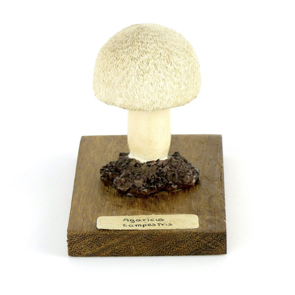 Ensemble didactique 2 de 7 champignons identifiés sur planchettes de bois 2