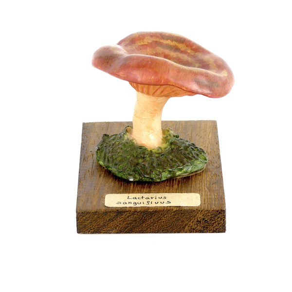 Ensemble didactique 2 de 7 champignons identifiés sur planchettes de bois 4